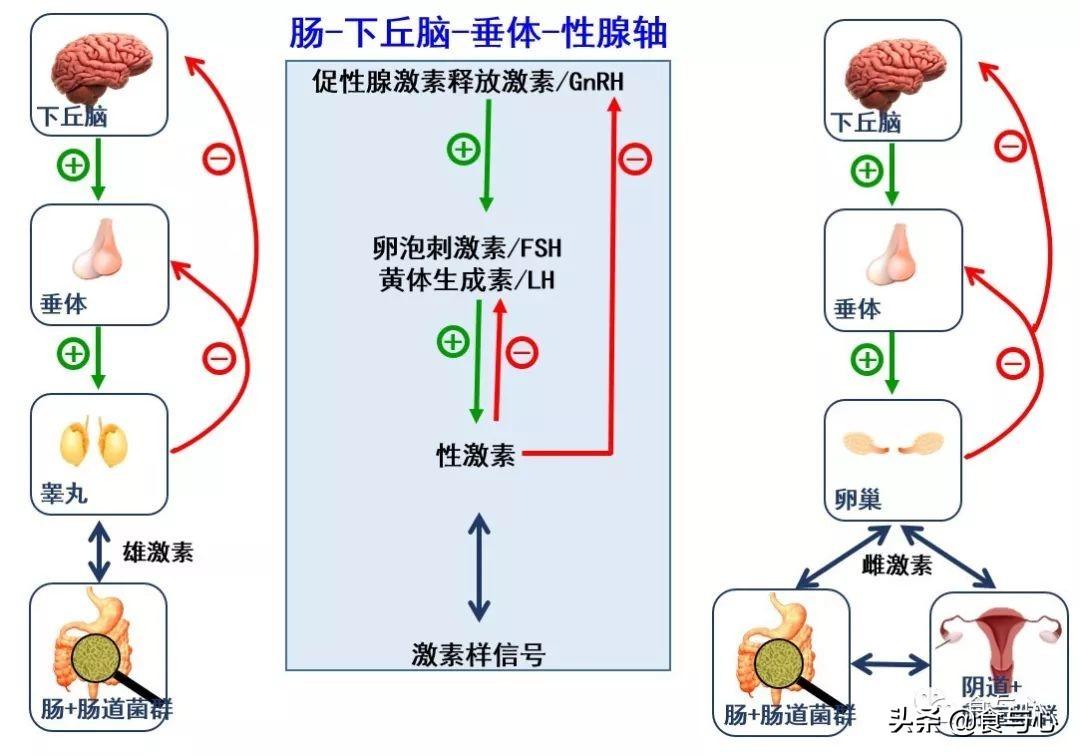 2017中国性别比例新视角：和谐共生新篇章